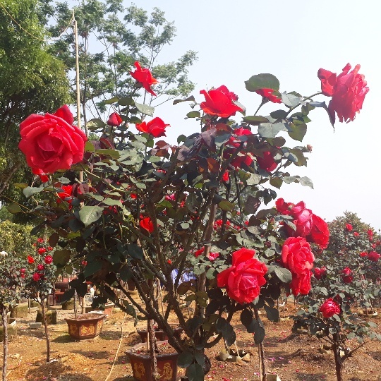 Vườn hồng cổ Trung Quốc bạc tỷ đẹp như mơ độc nhất vô nhị ở Lai Châu-4