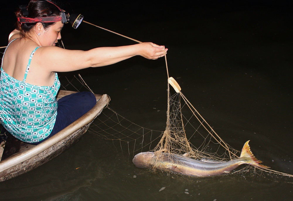 Nhân sâm nước của hiếm miền Tây: Cuộc đi săn trắng đêm-4