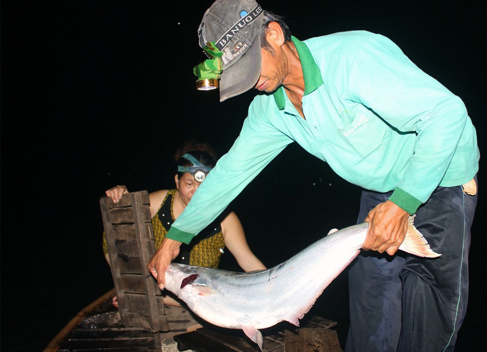 Nhân sâm nước của hiếm miền Tây: Cuộc đi săn trắng đêm-5