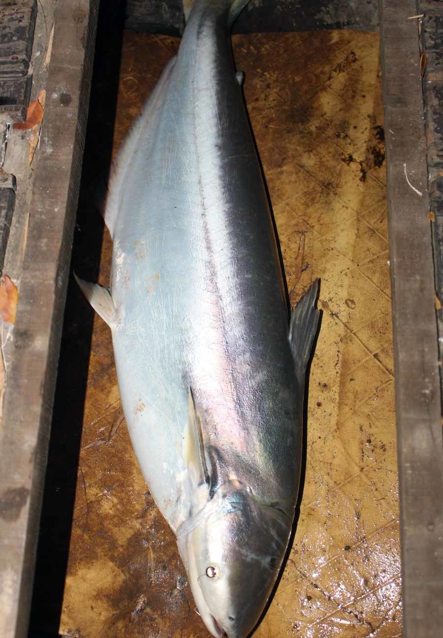 Nhân sâm nước của hiếm miền Tây: Cuộc đi săn trắng đêm-6