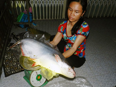 Sự thật cú lừa thế kỷ: Mua thần dược sâm cau giả, trả tiền thật-8