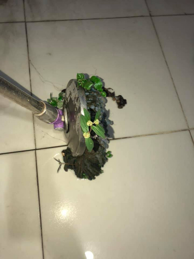 Để nấm mọc đầy trên chổi lau sàn, gia chủ bị dân mạng hỏi khó: Nhà này bao lâu chưa lau?-3