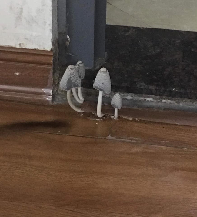Để nấm mọc đầy trên chổi lau sàn, gia chủ bị dân mạng hỏi khó: Nhà này bao lâu chưa lau?-6