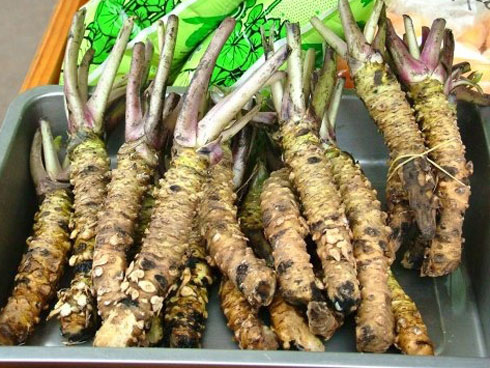 Mận vàng giá 50.000 đồng/quả có gì đặc biệt khiến nhà giàu Hà Nội săn lùng?-3