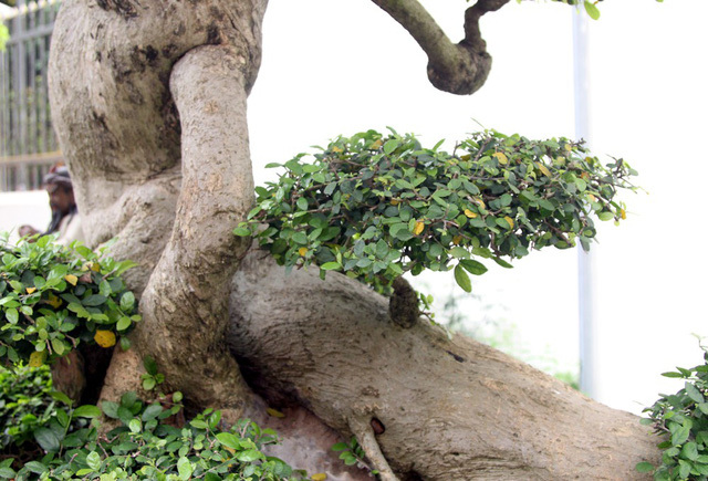 Đột nhập vườn cây trị giá cả chục triệu USD của đại gia đất Tổ-6