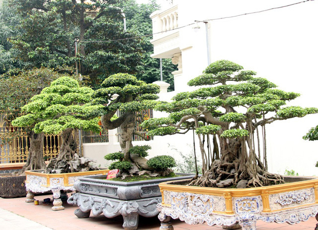 Đột nhập vườn cây trị giá cả chục triệu USD của đại gia đất Tổ-12