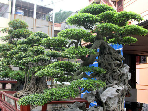 Cụ lộc vừng tích tụ phát lộc trả 8 tỷ không bán-12