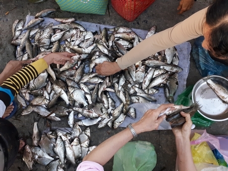 Chuyện lạ Vĩnh Long: Chen chân mua cá trời cho lấm lem bùn đất-2