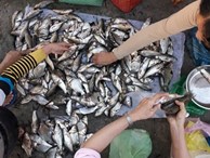 Chuyện lạ Vĩnh Long: Chen chân mua cá 'trời cho' lấm lem bùn đất