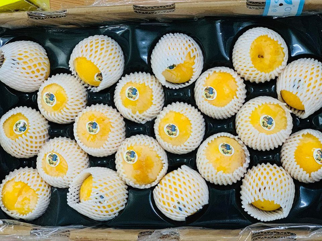 Mận vàng giá 50.000 đồng/quả có gì đặc biệt khiến nhà giàu Hà Nội săn lùng?-1