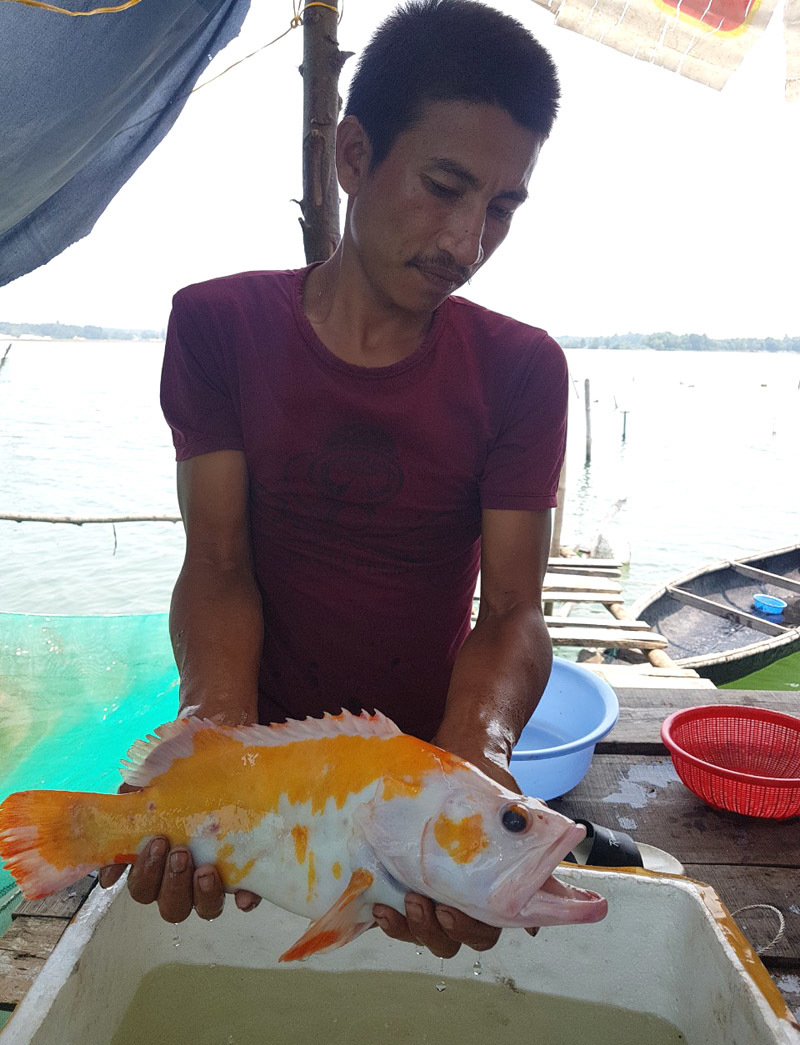 Bắt được cá lạ màu vàng loang lổ đẹp mê hồn, dân ầm ầm kéo đến xem-1