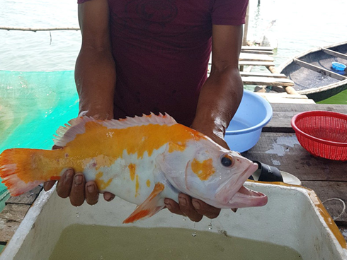 Người Hà thành tranh nhau mua loại cá trắng tinh, thân mềm như bún-5