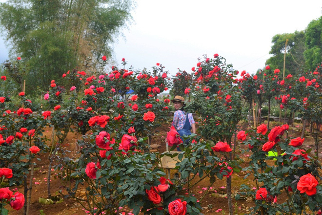 Bỏ ngân hàng đi trồng hoa, chàng trai gây dựng vườn hồng bạc tỷ-2