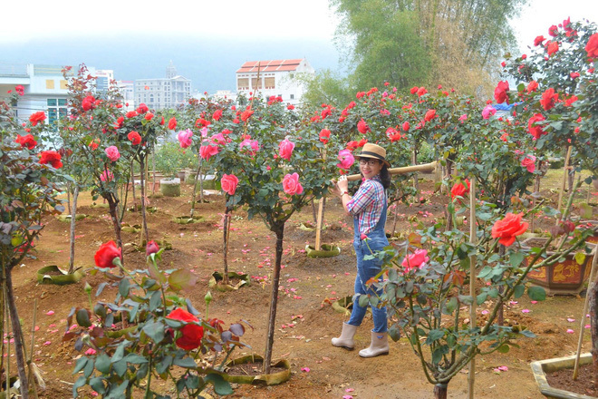 Bỏ ngân hàng đi trồng hoa, chàng trai gây dựng vườn hồng bạc tỷ-3