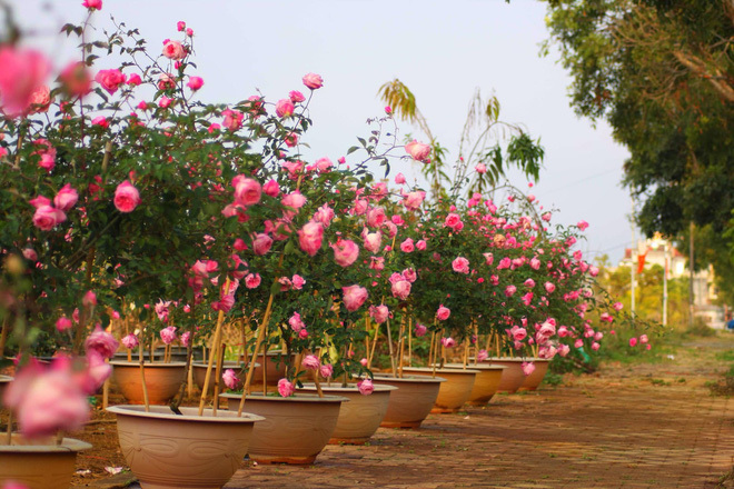 Bỏ ngân hàng đi trồng hoa, chàng trai gây dựng vườn hồng bạc tỷ-6