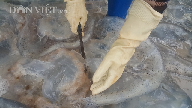 Nam Định: Săn vàng trắng nổi lập lờ bờ biển, kiếm chục triệu/ngày-4