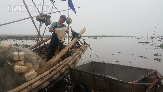 Nam Định: Săn vàng trắng nổi lập lờ bờ biển, kiếm chục triệu/ngày-5