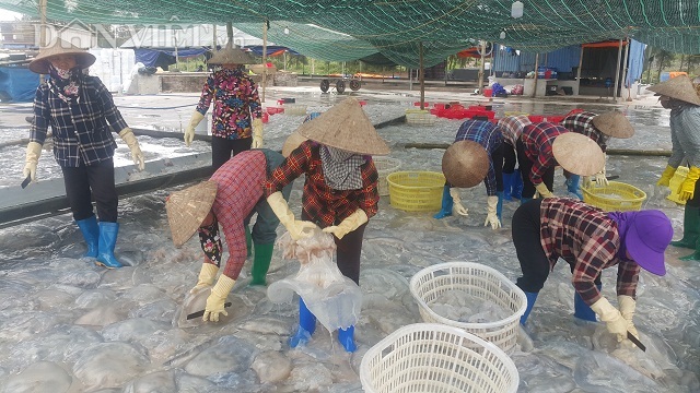 Nam Định: Săn vàng trắng nổi lập lờ bờ biển, kiếm chục triệu/ngày-6