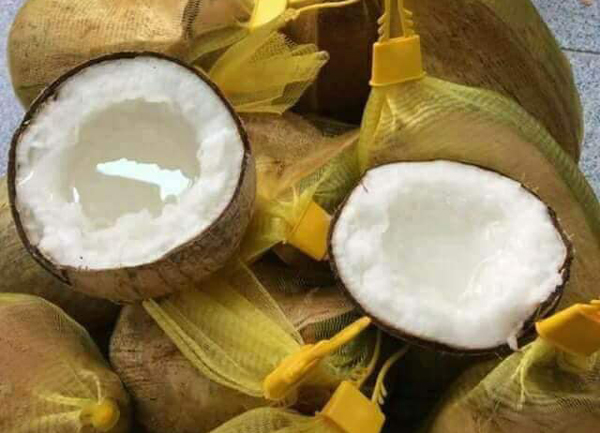 Đắt gấp 20-25 lần dừa thường, loại dừa này vẫn luôn cháy hàng-2
