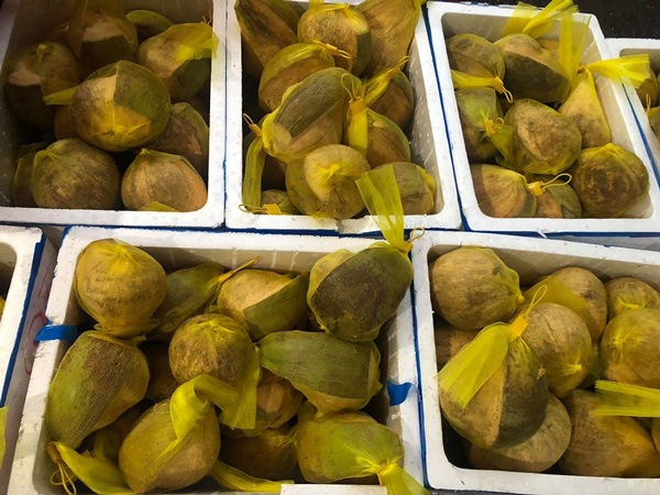 Đắt gấp 20-25 lần dừa thường, loại dừa này vẫn luôn cháy hàng-3