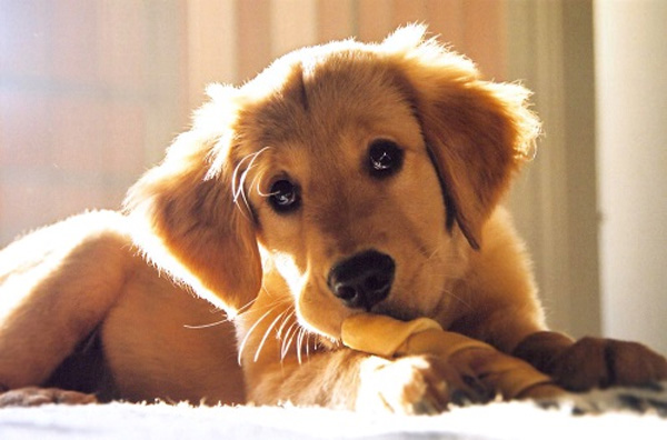 Chỉ cần nuôi đúng LINH VẬT hợp số mệnh, 12 con giáp sẽ giàu lên vùn vụt, vận đỏ chói ngời-3