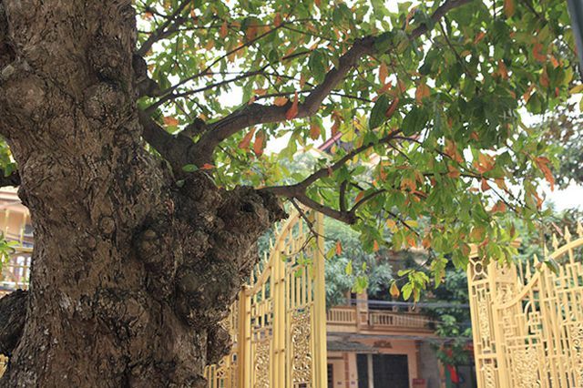 Cụ lộc vừng tích tụ phát lộc trả 8 tỷ không bán-4