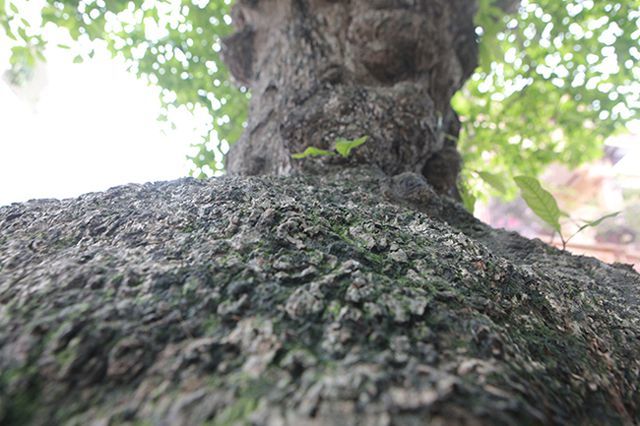 Cụ lộc vừng tích tụ phát lộc trả 8 tỷ không bán-5