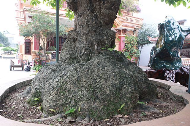 Cụ lộc vừng tích tụ phát lộc trả 8 tỷ không bán-7