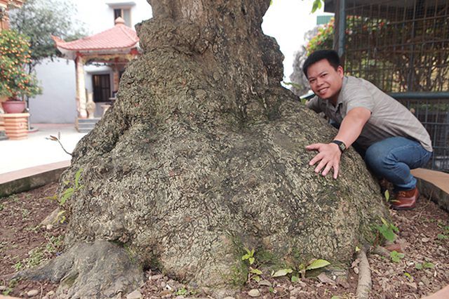 Cụ lộc vừng tích tụ phát lộc trả 8 tỷ không bán-8