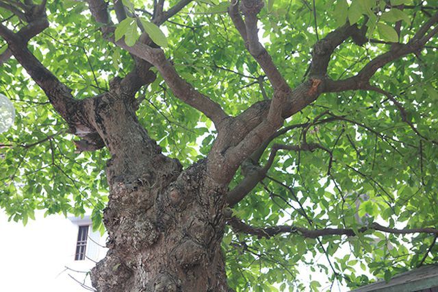 Cụ lộc vừng tích tụ phát lộc trả 8 tỷ không bán-9