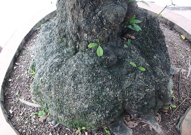 Cụ lộc vừng tích tụ phát lộc trả 8 tỷ không bán-10