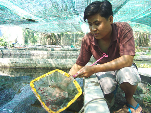 Bán con tép tý hon hơn 50 triệu: Anh kỹ sư Sài Gòn kiếm đậm-1