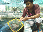 Nghề độc ở Hà Nội: Bán lá chuối rừng, kiếm hàng chục triệu đồng mỗi tháng-14