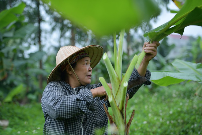 Nghề độc ở Hà Nội: Bán lá chuối rừng, kiếm hàng chục triệu đồng mỗi tháng-1