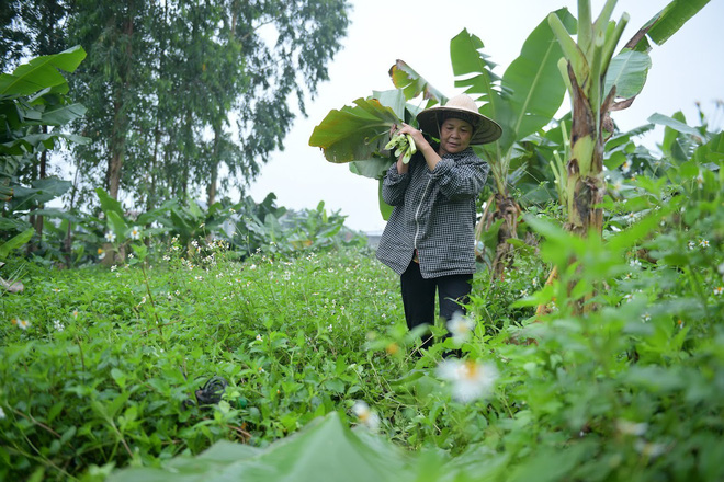 Nghề độc ở Hà Nội: Bán lá chuối rừng, kiếm hàng chục triệu đồng mỗi tháng-2