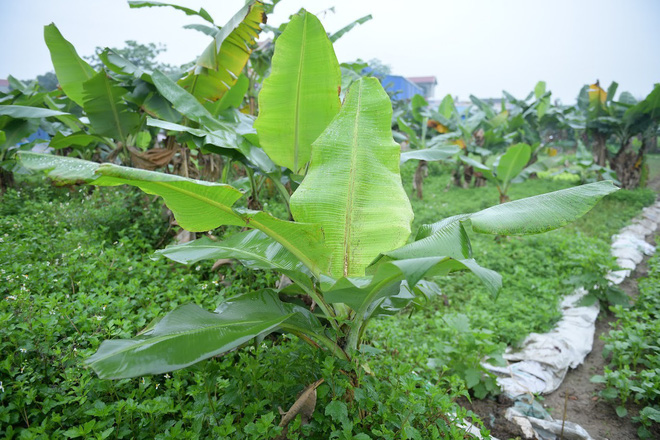 Nghề độc ở Hà Nội: Bán lá chuối rừng, kiếm hàng chục triệu đồng mỗi tháng-3