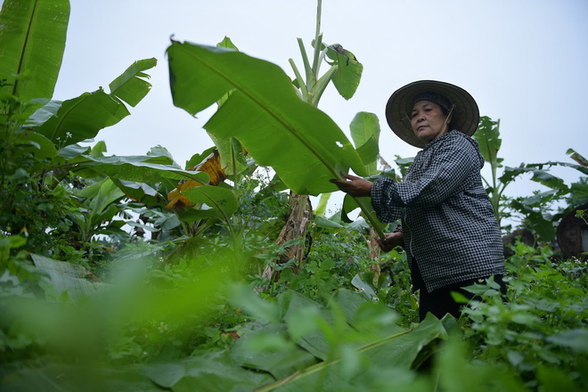Nghề độc ở Hà Nội: Bán lá chuối rừng, kiếm hàng chục triệu đồng mỗi tháng-4