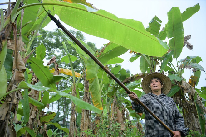 Nghề độc ở Hà Nội: Bán lá chuối rừng, kiếm hàng chục triệu đồng mỗi tháng-5