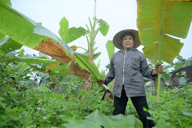 Nghề độc ở Hà Nội: Bán lá chuối rừng, kiếm hàng chục triệu đồng mỗi tháng-6