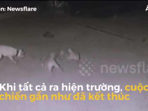 Chú chó dũng cảm đuổi 4 tên trộm đột nhập vào nhà-1