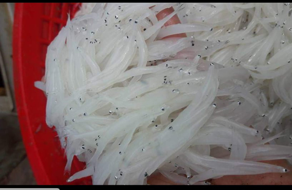 Người Hà thành tranh nhau mua loại cá trắng tinh, thân mềm như bún-2