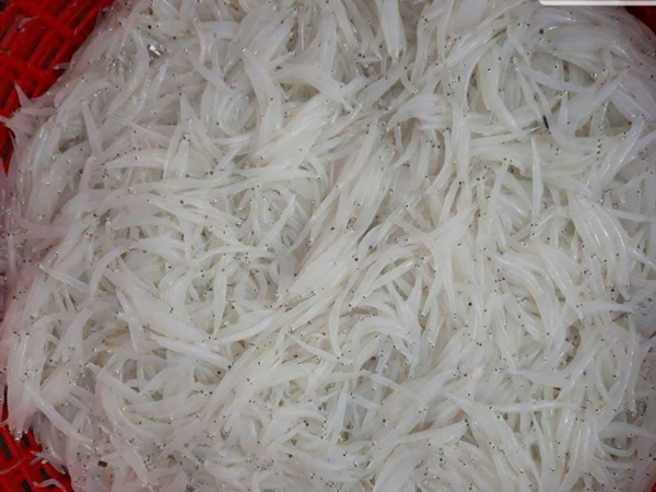 Người Hà thành tranh nhau mua loại cá trắng tinh, thân mềm như bún-3