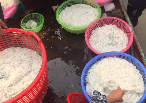 Người Hà thành tranh nhau mua loại cá trắng tinh, thân mềm như bún-4