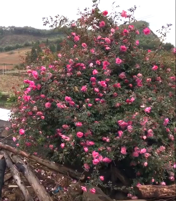 Cây hoa hồng khổng lồ trên đỉnh núi: Nở ngàn bông, 150 triệu không bán-1