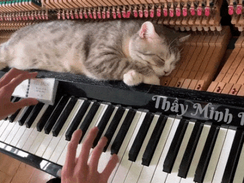 Chị em sinh đôi với Lisa Black Pink ở Nhật Bản-1