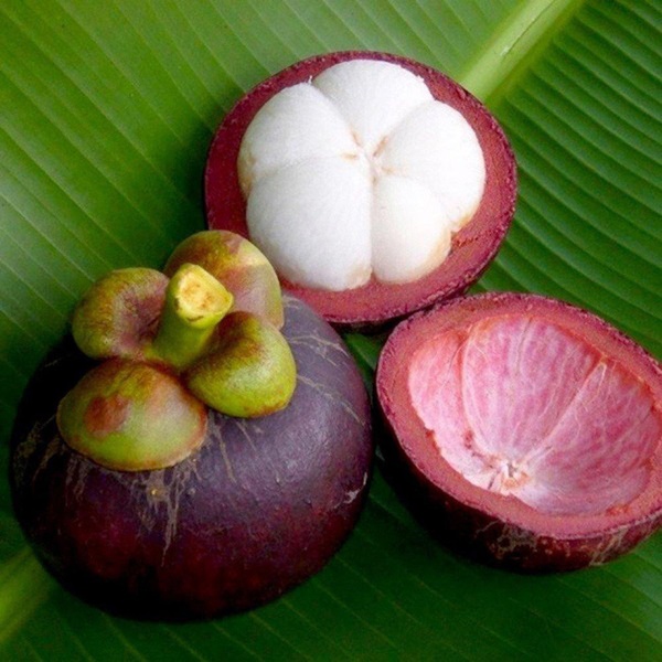 Măng cụt có thể làm thuốc chữa bệnh theo cách này nhưng nhiều người chưa hề biết đến-4