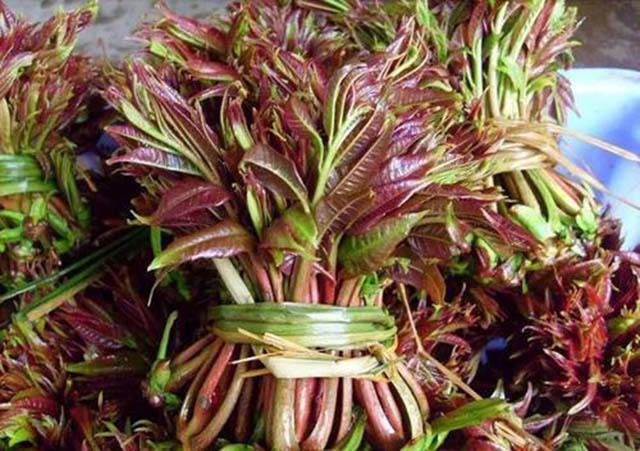 Loại cây có độc nhưng rất nhiều người muốn ăn với mức giá cực cao-1