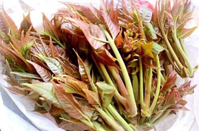 Loại cây có độc nhưng rất nhiều người muốn ăn với mức giá cực cao-4