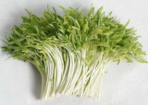 Lấy giấy ăn trồng rau mầm, 7 ngày sau rau mọc um tùm, xanh mướt-1