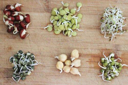 Lấy giấy ăn trồng rau mầm, 7 ngày sau rau mọc um tùm, xanh mướt-2